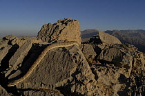 Oman saw-scaled / carpet Viper (Echis omanensis) in habitat, Al Wadi Bih, Musundam Plateau, Oman. April 2008