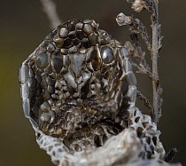 Shed skin of male adder (Vipera berus) on branch.