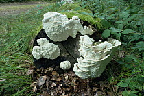 Milk white polypore fungus {Tyromyces lacteus} UK