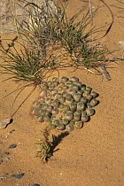 Window plant {Fenestraria sp} growing in desert, South Africa