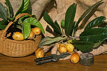 Loquat fruit {Eriobotrya japonica} Spain