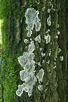 {Kretzschmaria / Ustulina deusta} fungus growing on tree trunk, Hampshire, UK