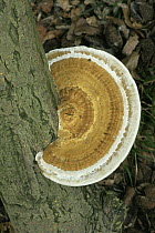 The Blushing Bracket fungus {Daedaleopsis confragosa} Sussex, UK