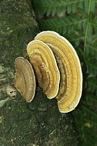The Blushing Bracket fungus {Daedaleopsis confragosa} Sussex, UK