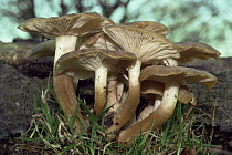 Fried Chicken mushroom {Lyophyllum decastes} Hampshire, UK