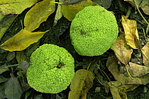 Osage orange {Maclura pomifera} fruit, Missouri botanical garden, USA