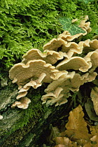Jelly rot fungus {Merulius tremellosus} Hampshire, UK