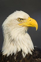 American bald eagle (Haliaeetus leucocephalus) head portrait, Homer, Kenai Peninsula, South Alaska, USA