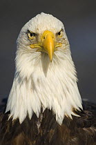 American bald eagle (Haliaeetus leucocephalus) head portrait, Homer, Kenai Peninsula, South Alaska, USA