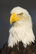Bald Eagle (Haliaeetus leucocephalus) head portrait, Homer, Kenai Peninsula, South Alaska, USA