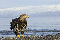 Young American bald eagle (Haliaeetus leucocephalus) Homer, Kenai Peninsula, South Alaska, USA