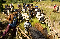 Zebu cattle (Bos indicus) market with veterinarian controls, High Plateau between Antsirabe and Ambalavao, Central Madagascar