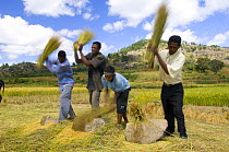 Men threshing rice by hand,  the High Plateau between Antsirabe and Ambalavao, Central Madagascar
