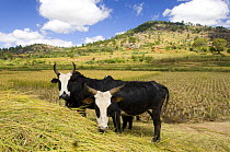 Zebu cattle in the High Plateau between Antsirabe and Ambalavao, Central Madagascar