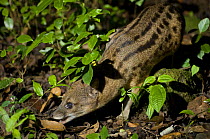 Malagassy / Fanaloka civet (Fossa fossana) Ranomafana National Park, Madagascar