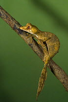 Leaf tailed gecko (Uroplatus sp.), maybe Uroplatus phantasticus, Ranomafana National Park, Madagascar