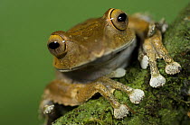 Leaf litter frog (Boophis madagascariensis) on branch, Ranomafana National Park, Madagascar