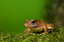 Ground dwelling frog (Mantidactylus sp.) on moss, Ranomafana National Park, Madagascar