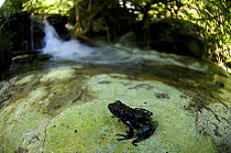 Ground dwelling frog (Mantidactylus sp.) sitting on rock near water, Ranomafana National Park, Madagascar