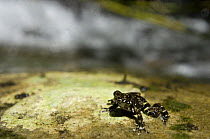 Ground dwelling frog (Mantidactylus sp.) sitting on rock, Ranomafana National Park, Madagascar