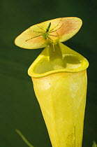 Pitcher plant, (Nepentes madagascariensis) with a spider on it, Channel des Pangalanes, Madagascar
