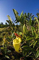 Pitcher plant (Nephentes madagascariensis) flowering amongst vegetation, Channel des Pangalanes, Madagascar