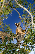 Ring-tailed lemur (Lemur catta) looking down from a tree, Itampolo, South Madagascar