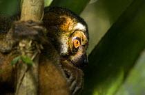 Eastern woolly / avahi lemur (Avahi laniger) Andasibe-Mantadia National Park, Analamazaotra, Madagascar