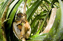 Eastern woolly / avahi lemur (Avahi laniger) clinging to branch, Andasibe-Mantadia National Park, Analamazaotra, Madagascar