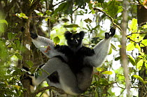 Indri (Indri indri) in tree, Mantadia-Andasibe National Park, Madagascar