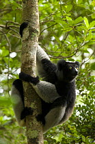 Indri (Indri indri) clinging to tree, Mantadia-Andasibe National Park, Madagascar