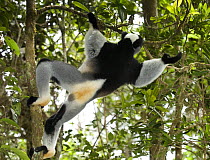 Indri (Indri indri) jumping between branches, Mantadia-Andasibe National Park, Madagascar