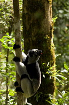 Indri (Indri indri) Mantadia-Andasibe National Park, Madagascar