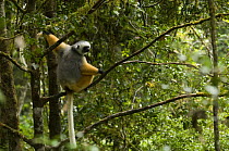 Diademed sifaka (Propithecus diadema diadema) sitting in tree, Mantadia-Andasibe National Park, Madagascar
