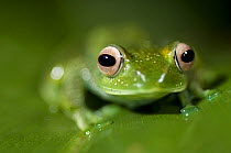 Frog (Mantidactylus sp), Andasibe Mantadia National Park, Madagascar.