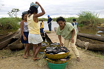 Women from the Sihanaka tribe unloading fish, Lake Alaotra, centre Madagascar.