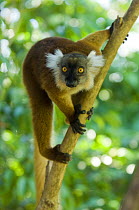 Black lemur (Eulemur / Lemur macaco macaco) female, Nosy Komba, North Madagascar., IUCN vulnerable