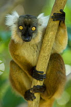 Black lemur (Eulemur / Lemur macaco macaco) female, Nosy Komba, North Madagascar, IUCN vulnerable
