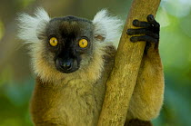 Black lemur (Eulemur / Lemur macaco macaco) female, Nosy Komba, North Madagascar, IUCN vulnerable