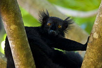 Black lemur (Eulemur / Lemur macaco macaco) male, Nosy Komba, North Madagascar, IUCN vulnerable