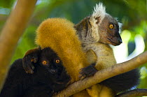 Black lemur (Eulemur / Lemur macaco macaco) male (left) and female pair, Nosy Komba, North Madagascar, IUCN vulnerable