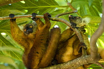 Black lemur (Eulemur / Lemur macaco macaco) two females, Nosy Komba, North Madagascar, IUCN vulnerable