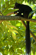 Black lemur (Eulemur / Lemur macaco macaco) male in tree with tail hanging down, Nosy Komba, North Madagascar, IUCN vulnerable