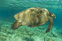 Sea turtle (?Eretmochelys imbricata) swimming underwater, Nosy Be, North Madagascar.