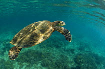 Sea turtle (? Eretmochelys imbricata) swimming underwater, Nosy Be, North Madagascar.