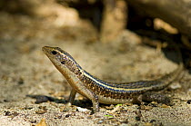 Lizard, (Zonosaurus madagascariensis), Nosy Tanikely, Madagascar.