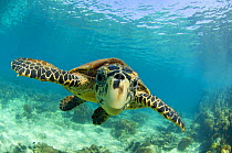 Hawksbill turtle (Eretmochelys imbricata) swimming underwater, Nosy Be, North Madagascar.