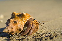 Land hermit crab {Coenobitoidea} walking across sand, Nosy Tanikeli, near Nosy Be, North Madagascar,