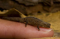 Brookesia chameleon {Brookesia minima}, the smallest chameleon in the world, on finger. Montagne d'Ambre National Park, North Madagascar.