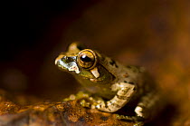 Frog (Boophis goudotti), Montagne d'Ambre National Park, North Madagascar.